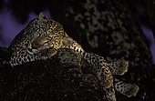 Leopard resting. MalaMala Game Reserve South Africa