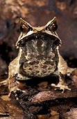 Long-nosed horned frog. Indonesia