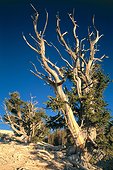 Ancient great basin bristlecone pines
