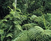 Ferns. Queensland Australia