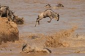 Gnous bleus sautant dans la rivière Mara Kenya