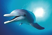 Grand dauphin Bahamas