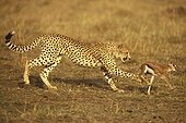 Guépard chassant une jeune gazelle Kenya ; animal le plus rapide