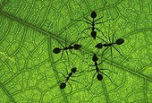 Weaver ants on a leaf Singapore
