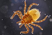 Tique du mouton ; Grossi 60 fois. Responsable de la maladie ou borréliose de lyme