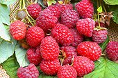 Framboise variété "Willamette" ; Rubus idaeus