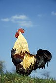 Coq chantant France