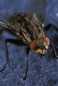 Mouche à damier France
