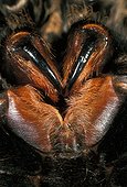 Crochets venimeux repliés d'une mygale