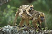 Femelle Hurleur noir avec son jeune dans un arbre Pantanal ; Brésil