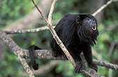 Hurleur noir mâle hurlant dans un arbre Pantanal Brésil