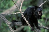 Hurleur noir mâle baillant dans un arbre Pantanal Brésil