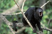 Hurleur noir mâle baillant dans un arbre Pantanal Brésil