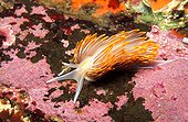 Nudibranche Californie USA