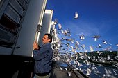 Lâcher de pigeons voyageurs pour un concours d'orientation ; et de vitesse Arras France
