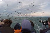 Ecotourisme Observation d'oiseaux en mer Mer Méditerranée ; Les ornithologues louent des bateaux en dehors de la saison touristique pour aller observer des oiseaux en mer, ce qui représente d'autres ressources pour les marins