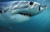 Grand requin blanc Ile Dyer Afrique du sud
