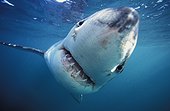 Grand requin blanc Ile Dyer Afrique du sud