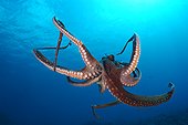 Day octopus Hawaii USA