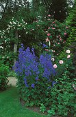 Jardin de roses Belgique ; JPB 37 Rose "Queen Elisabeth" "Zepherine" et "New Dawn"
