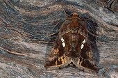 Noctuelle lambda au Maroc ; Casablanca