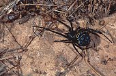 Araignée théridiidae au Maroc ; Latrodectus tredicimguttatus lugubris. Mirleft
