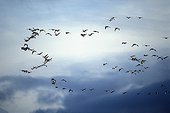 Tundra Bean Goose in flight Neuchatel lake Switzerland