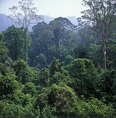 Forêt tropicale humide Parc National Gunung Mulu Sabah ; Malaisie. Pousse secondaire après une coupe sélective