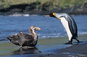 Northern Giant-Petrel (Macronectes halli) and King Pinguin Aptenodytes patagonicus), Crozet islands