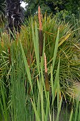 Massette ; Typha latifolia