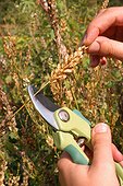 Récolte de graines de plantes annuelles ; Reseda odorata. Récolter les petites gousses contenant les graines