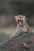 Léopard baillant Masaï Mara Kenya