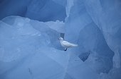 Mouette blanche posé sur un iceberg Groenland