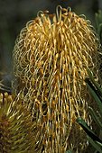 Banksia argenté PN Port Campbell Australie