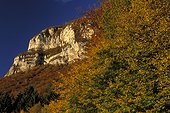 Forêt de hêtres en automne dans le Massif des Bauges ; Vue sur le mont Peney 1356m. Octobre