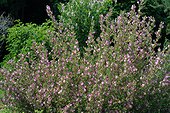 Massif de Bugrane en fleur ; Ononis spinosa