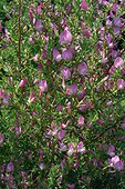 Bugrane en fleur ; Ononis spinosa