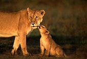 Lioness and cub Masai Mara Kenya