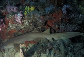 Requin nourrice fauve Mer Rouge Djibouti