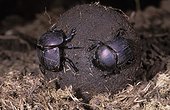 Dung Beetle Making 'nuptial ball' 