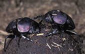 Dung Beetle Making 'nuptial ball' 