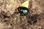 Dung Beetle Making 'nuptial ball' 