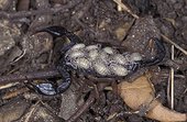Scorpion femelle portant ses jeunes sur son dos France