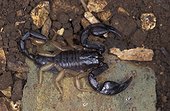 Scorpion France