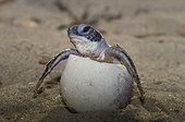 Hatching of a Green Sea Turtle in French Guiana