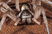 White lady spider Namib Desert, Namibia  ; White lady spider Leucorchestris arenicola Namib Desert, Namibia 