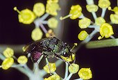 Guêpe dorée butinant une fleur