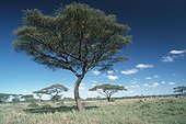 Acacia Ngorongoro Conservation Area Tanzanie