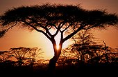 Acacia au coucher de soleil Ngorongoro Tanzanie