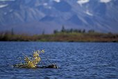 American beaver swimming and carrying a branch Alaska